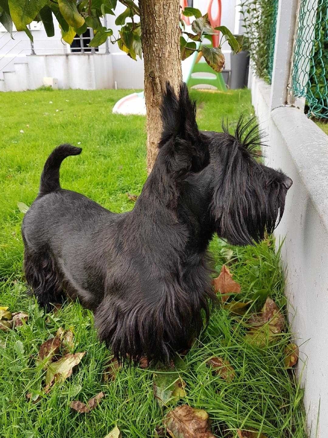 Scottish Terrier Grooming