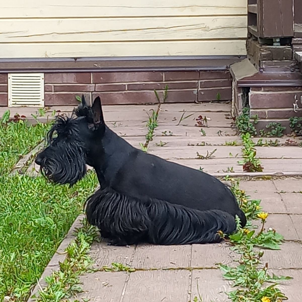 Scottish Terrier Health