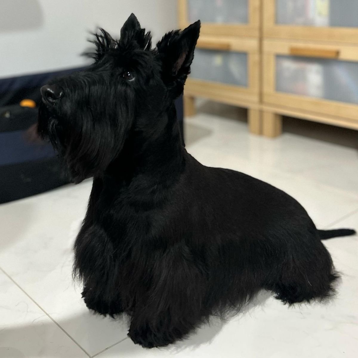 Scottish Terrier Training