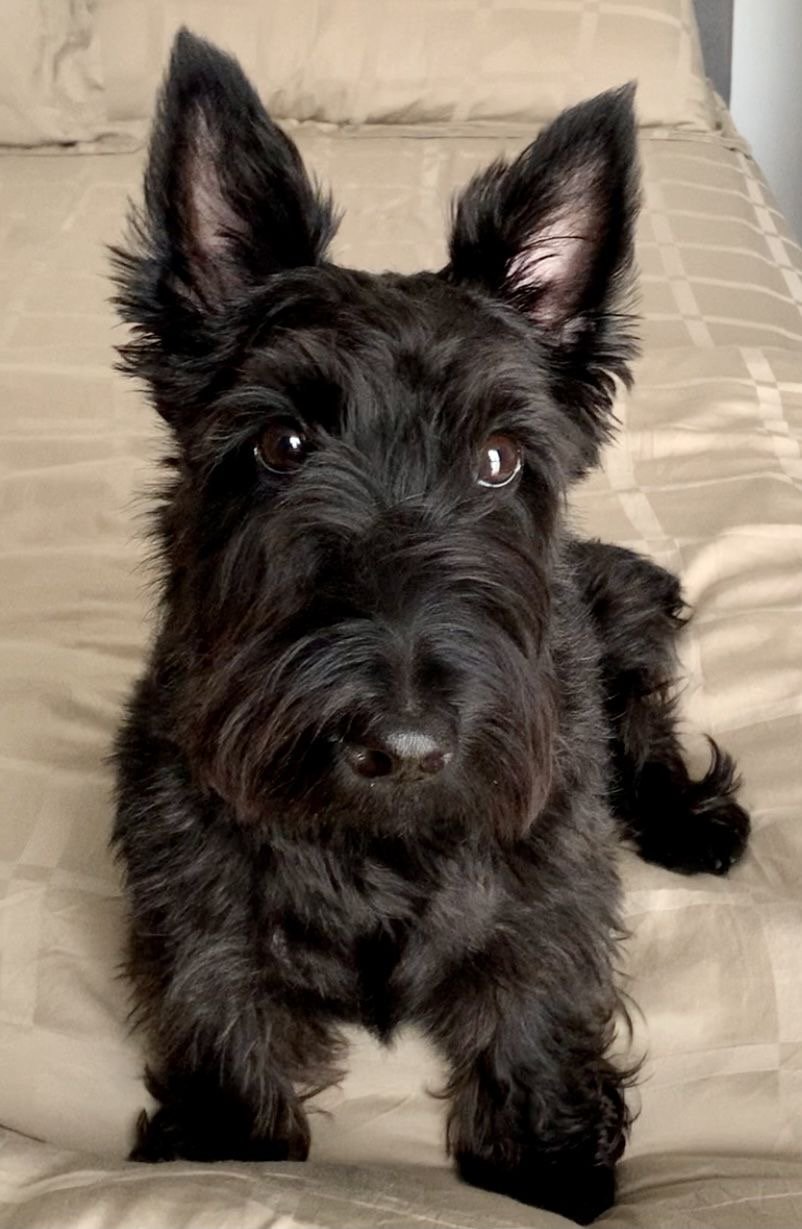 Premium high-quality diet for Scottish Terrier puppies