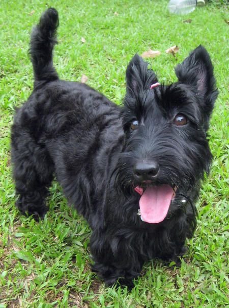 Loving family raising Scottish Terrier puppies